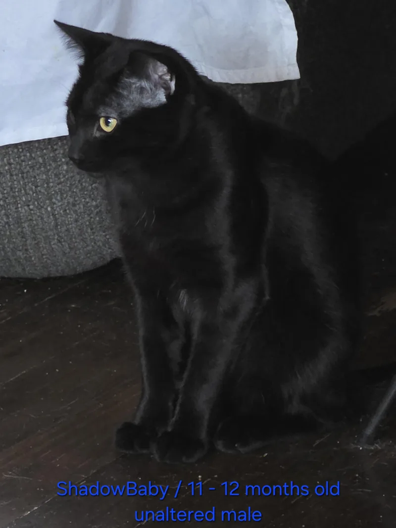 A young medium-sized male Black Domestic Short Hair cat named ShadowBaby FFC for adoption in Omaha, NE