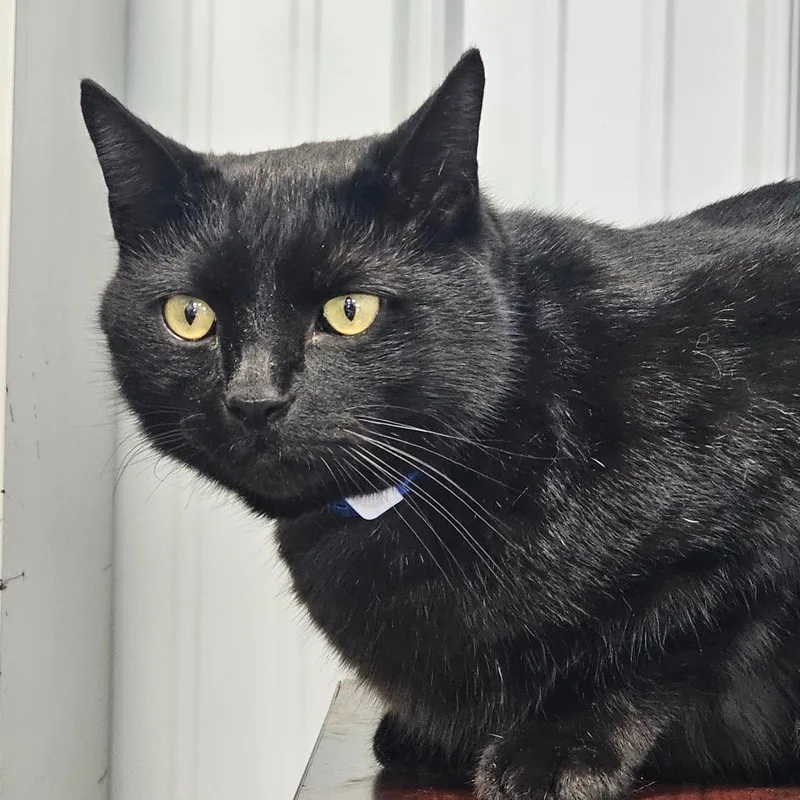 An adult large-sized male Black Domestic Short Hair cat named Binx for adoption in Corydon, IN