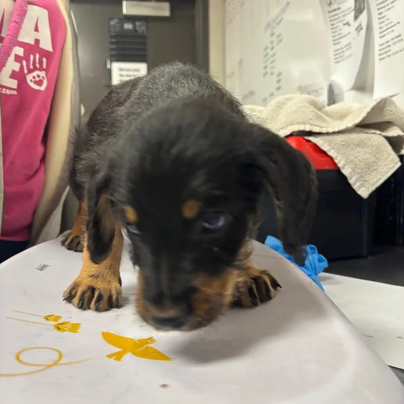 A young small-sized male Black Australian Cattle Dog / Blue Heeler dog named Chase for adoption in Yuma, AZ