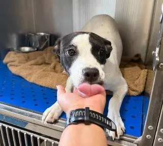 A baby medium-sized female Mixed Breed dog named Iggy for adoption in West Chester, PA