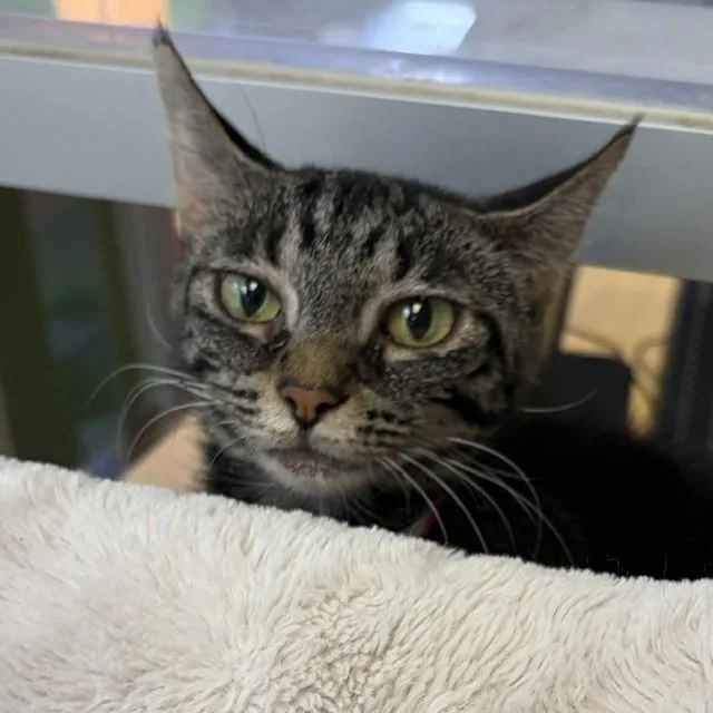 An adult medium-sized female Tabby (Brown / Chocolate) Domestic Short Hair cat named Stacy for adoption in Lansing, MI