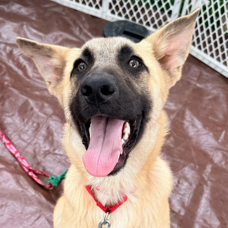 A young large-sized male Anatolian Shepherd dog named Apple for adoption in Bloomfield, CT