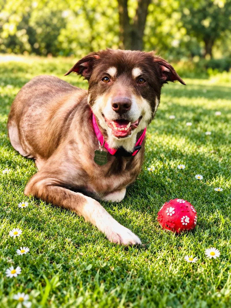 A young medium-sized female Australian Shepherd dog named Sienna for adoption in POTOMAC, MD