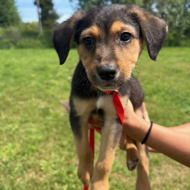 A baby medium-sized male Tricolor (Brown, Black, & White) Cattle Dog dog named Duncan for adoption in Traverse City, MI