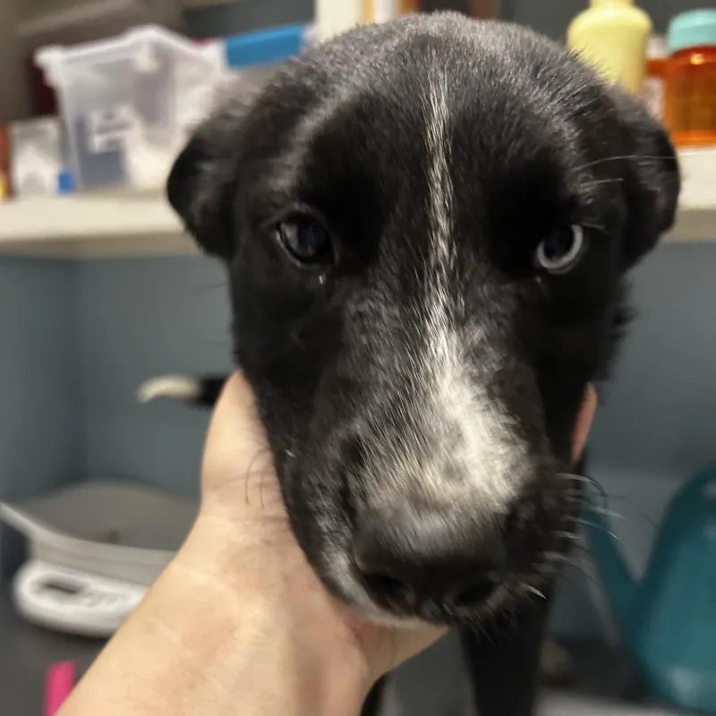 A baby medium-sized female Black Mixed Breed dog named Ramen for adoption in Chattanooga, TN