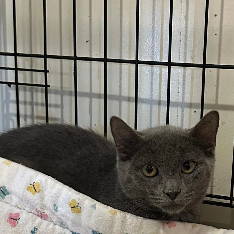 A baby small-sized female Gray / Blue / Silver Domestic Short Hair cat named Meggie for adoption in Durham, NC