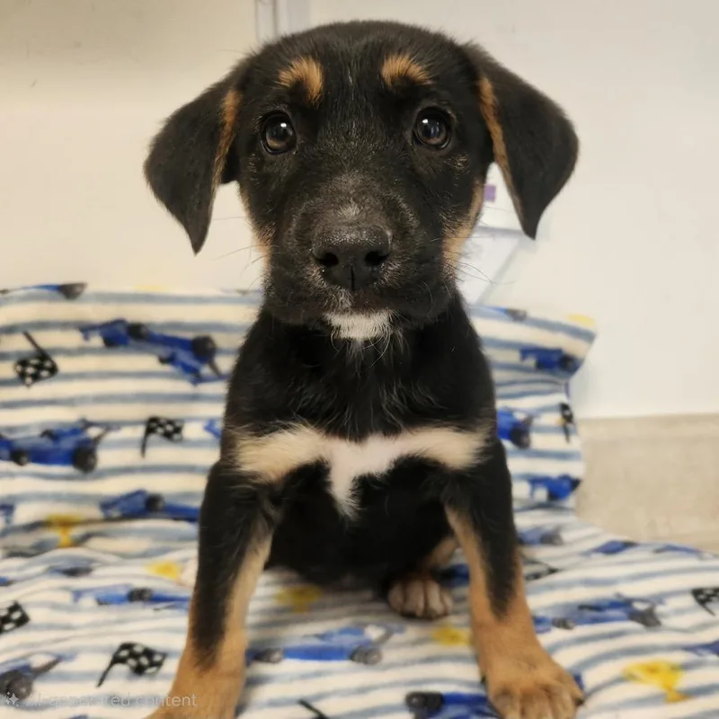 A baby medium-sized female German Shepherd Dog dog named Margarita for adoption in Fenton, MI