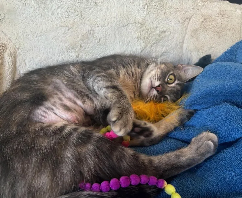 A young medium-sized female Blue Point Domestic Short Hair cat named Roux for adoption in tucson, AZ