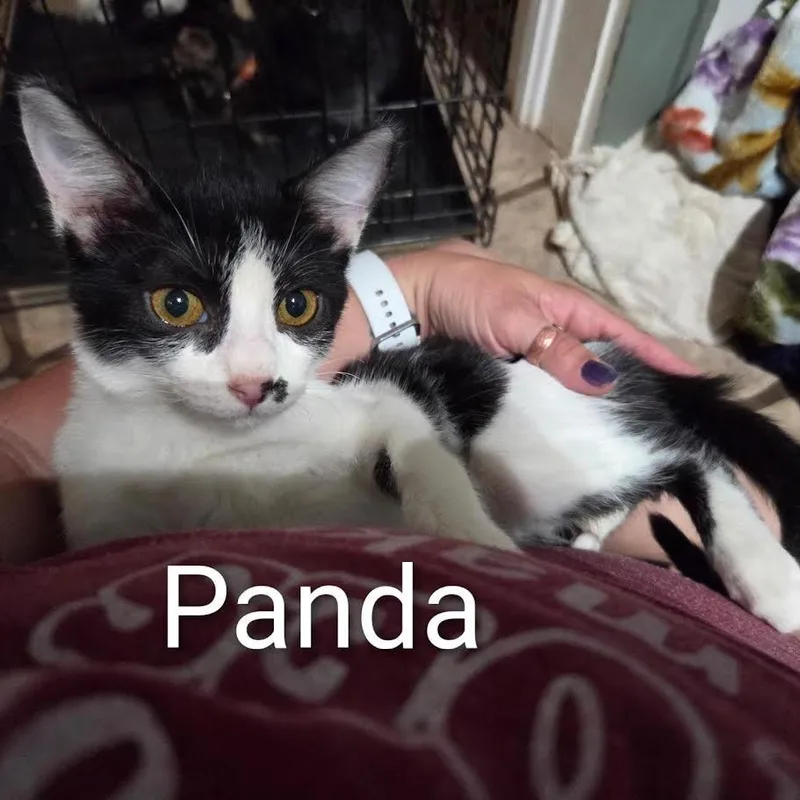 Panda