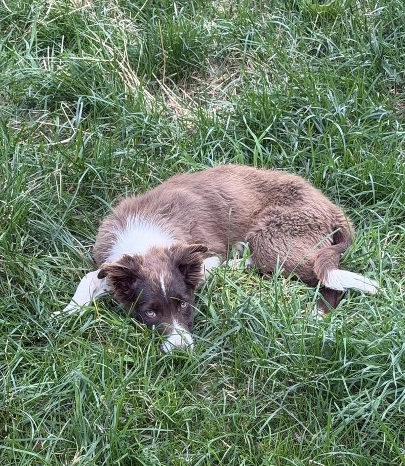 A baby medium-sized female Tricolor (Brown, Black, & White) Border Collie dog named Lyric for adoption in Waunakee, WI