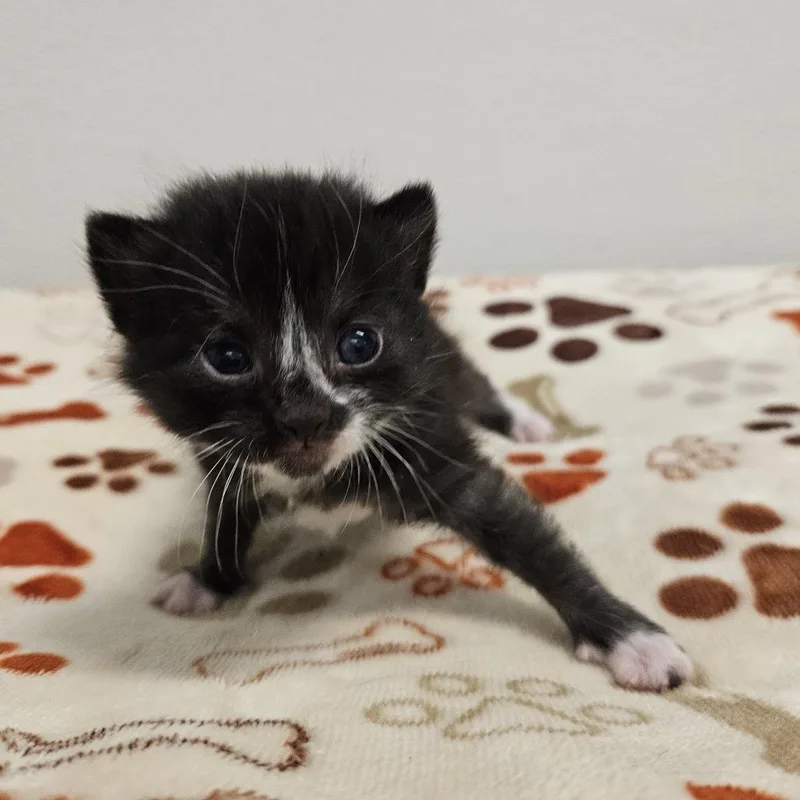 A baby small-sized male Black Domestic Short Hair cat named Blueberry for adoption in Conway, NH