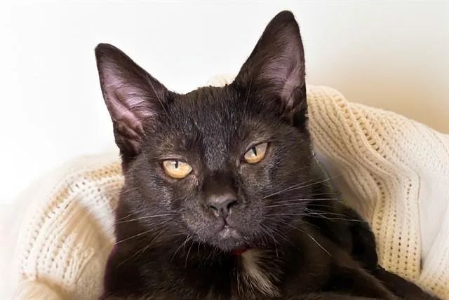 A baby medium-sized female Domestic Short Hair cat named Jaydon for adoption in Fort Lauderdale, FL
