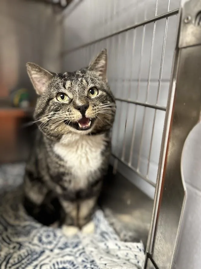 An adult medium-sized male Tabby (Gray / Blue / Silver) Domestic Short Hair cat named Mr. Gibbs for adoption in Oak Ridge, TN