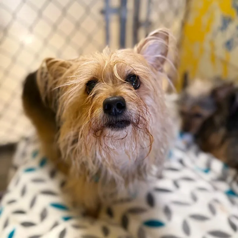 Nova Lou thumbnail 3