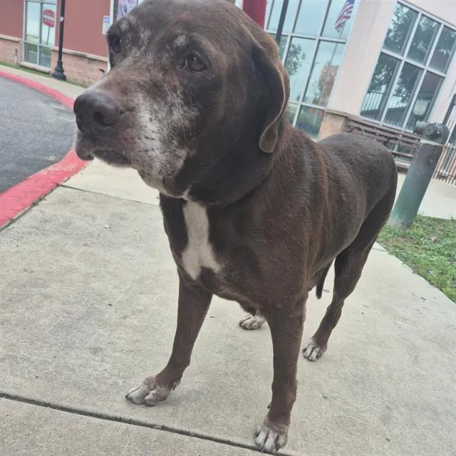 An adult large-sized female Labrador Retriever dog named Sofia for adoption in San Antonio, TX