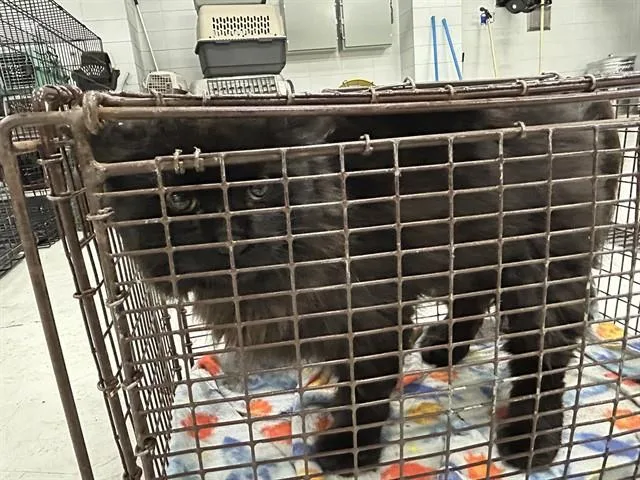 An adult medium-sized male Domestic Long Hair cat named Sid for adoption in Huntsville, AL