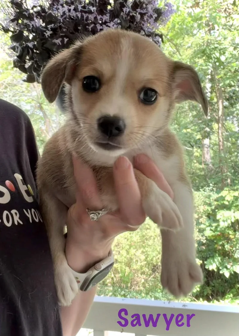 A baby small-sized male Corgi dog named Sawyer for adoption in Newport, KY