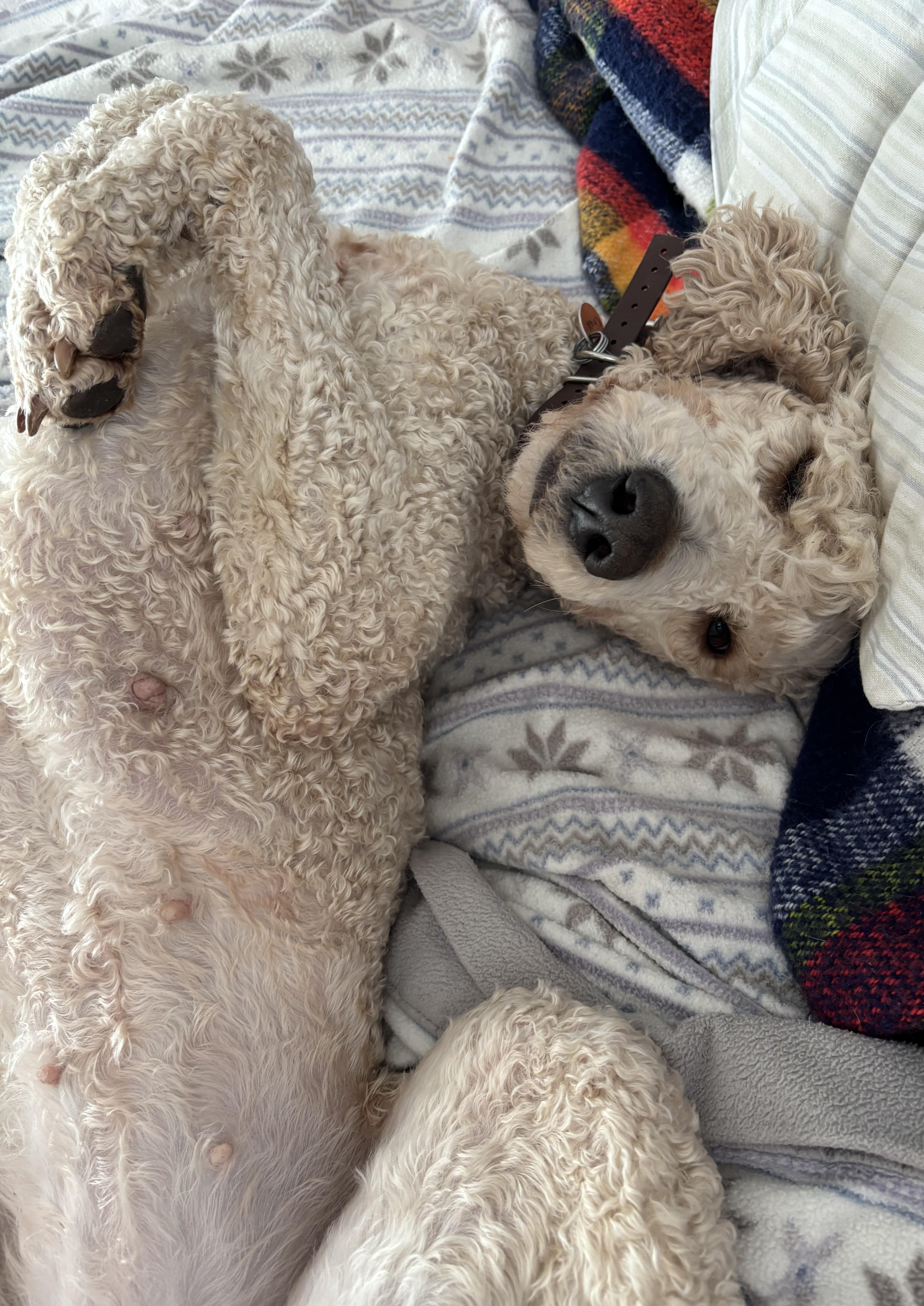 An adult medium-sized female White / Cream Standard Poodle dog named Ameri for adoption in Falls Church, VA