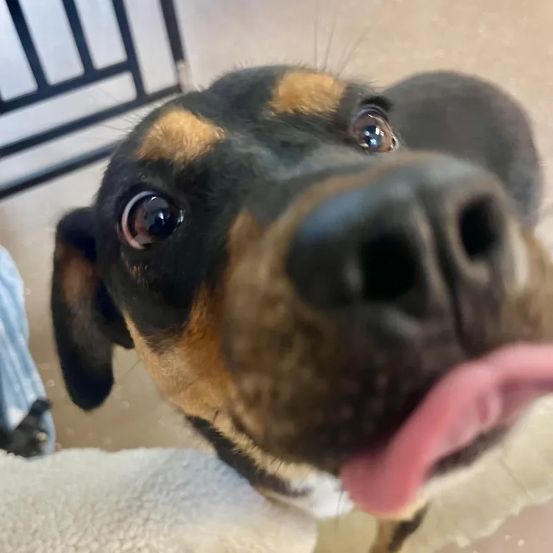 A young medium-sized female Black Shepherd dog named Bunny for adoption in Belleville, IL