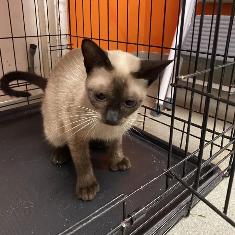 An adult medium-sized female Black Siamese cat named Big Foot for adoption in Westminster, CA