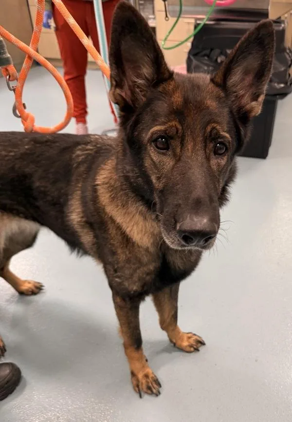An adult large-sized female Mixed Breed dog named Vixen for adoption in Ridgewood, NY