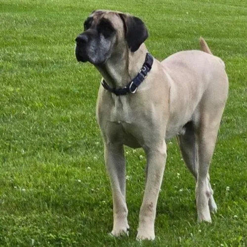A senior extra large-sized female Yellow / Tan / Blond / Fawn Mastiff dog named Harley for adoption in Edmond, OK