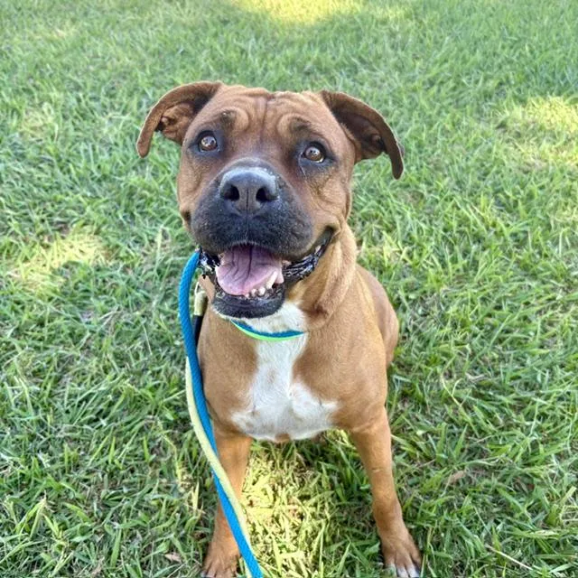 An adult large-sized female Pit Bull Terrier dog named Brandy for adoption in Tucson, AZ
