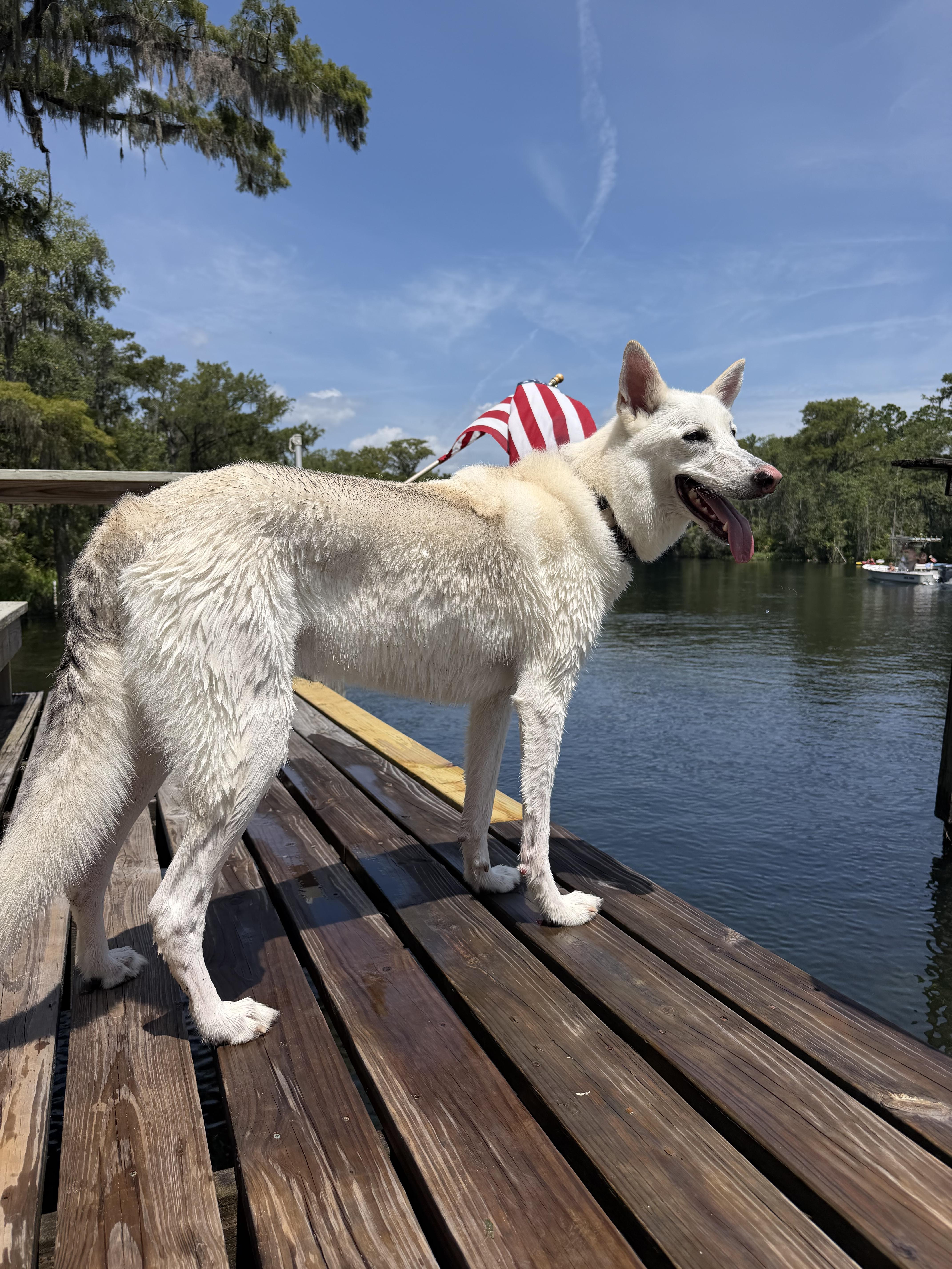 An adult large-sized male German Shepherd Dog dog named Waffles for adoption in Longwood, FL