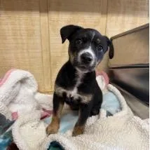 A baby small-sized female Black Beagle dog named Sunscreen for adoption in Jersey City, NJ