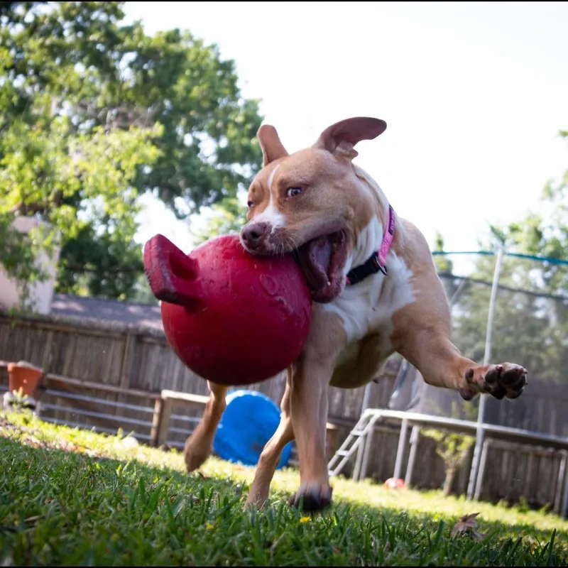 An adult medium-sized female Yellow / Tan / Blond / Fawn Pit Bull Terrier dog named Ariel for adoption in Lutz, FL