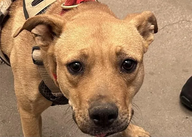 A young medium-sized female Pit Bull Terrier dog named Turnip for adoption in Tucson, AZ