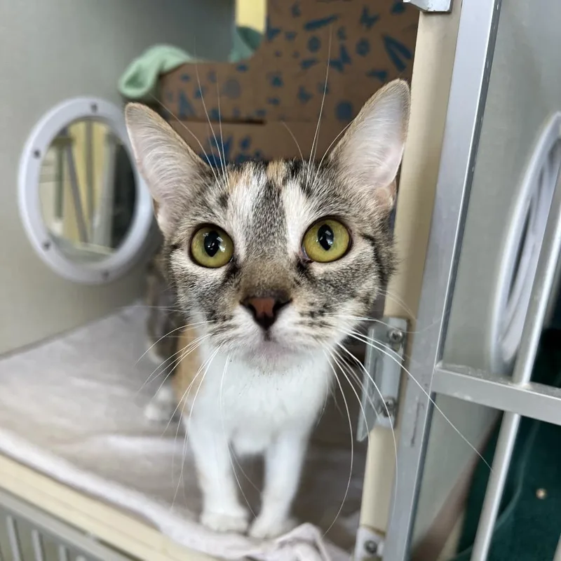 An adult large-sized female Calico Domestic Short Hair cat named Chibi for adoption in West Olive, MI
