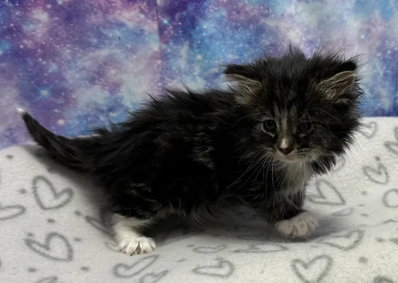 A baby small-sized female Domestic Long Hair cat named Daisy for adoption in Washington Court House, OH
