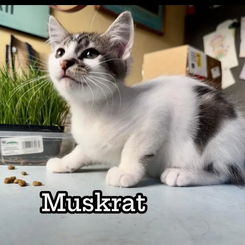 A baby small-sized male White Domestic Medium Hair cat named Muskrat for adoption in Westminster, CA