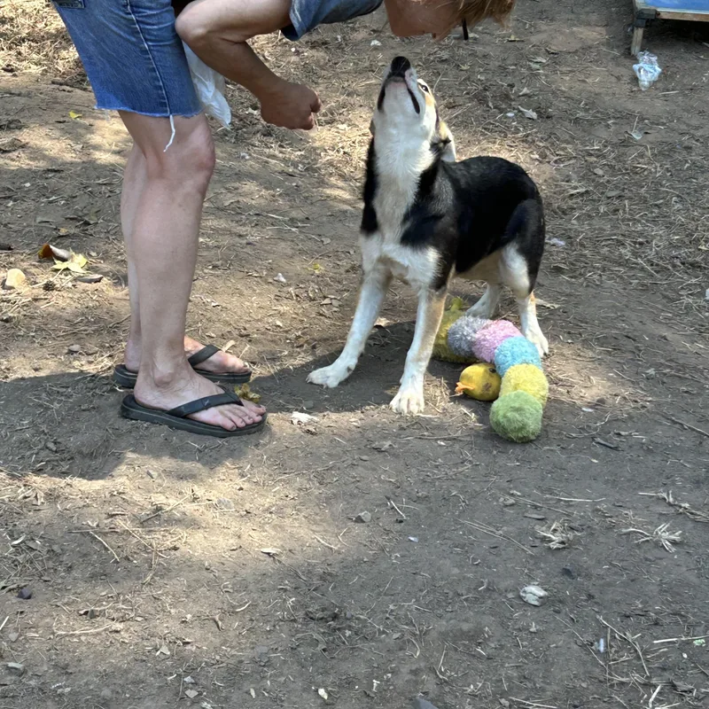 A baby large-sized female Tricolor (Brown, Black, & White) German Shepherd Dog dog named Rainee for adoption in Texarkana, TX