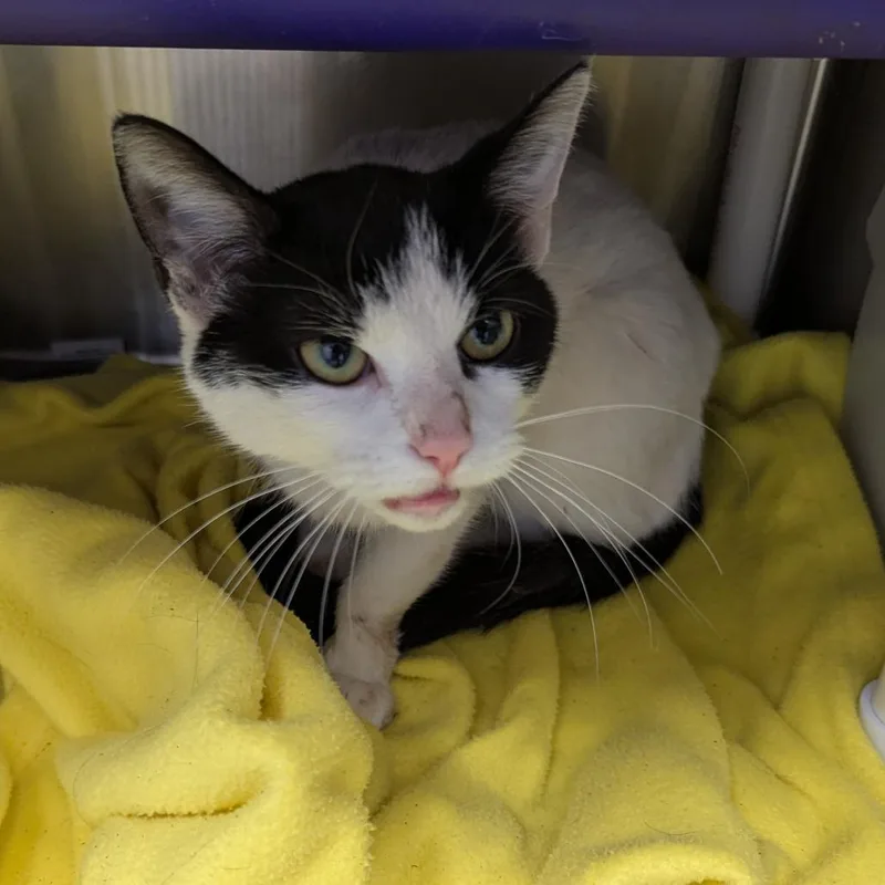 An adult medium-sized female White Domestic Short Hair cat named Paris for adoption in Marysville, OH