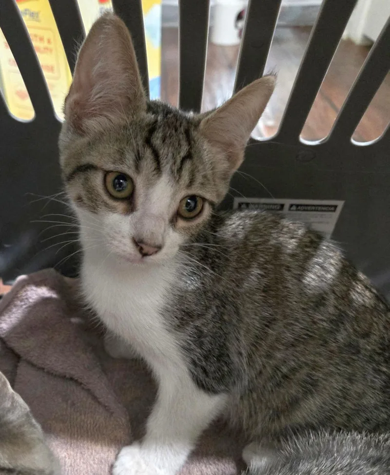A baby medium-sized male Domestic Short Hair cat named Shy Boy for adoption in Seal Beach, CA