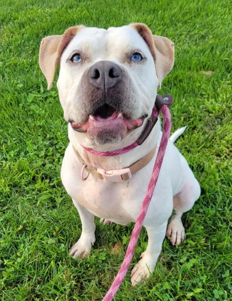 A young large-sized female American Bulldog dog named Vera for adoption in Lisbon, OH