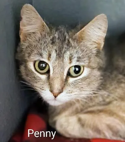 An adult medium-sized female Gray / Blue / Silver Domestic Short Hair cat named Penny for adoption in Colfax, IA