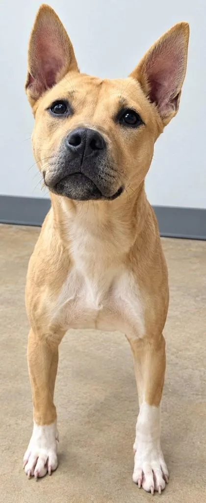 An adult medium-sized male Pit Bull Terrier dog named Draco for adoption in Jackson, GA