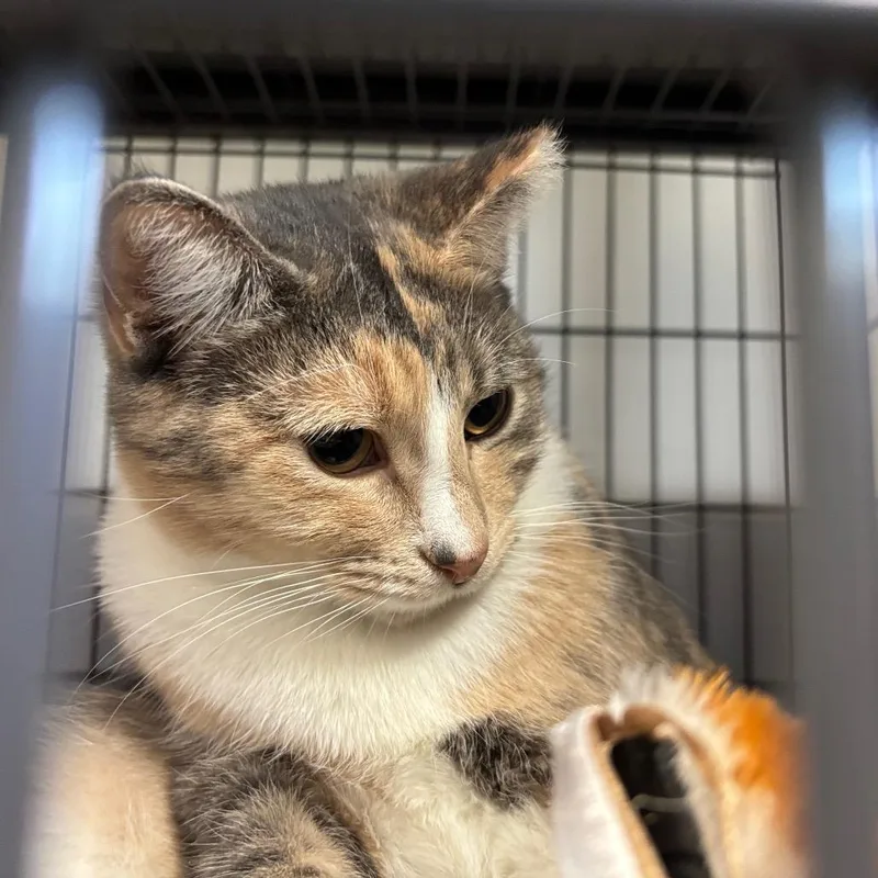 Basket O Fruit thumbnail 2