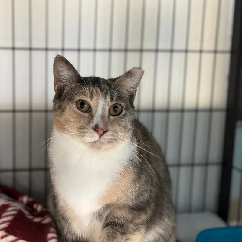 Basket O Fruit thumbnail 3