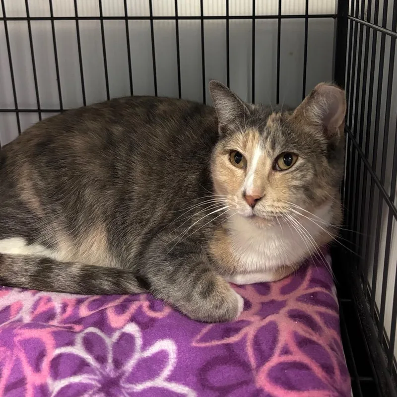 Basket O Fruit thumbnail 4