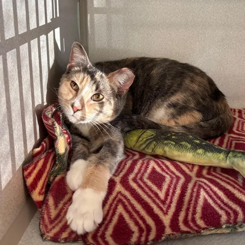 Basket O Fruit thumbnail 5