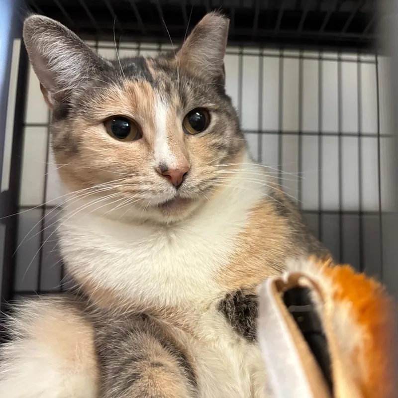 Basket O Fruit thumbnail 6