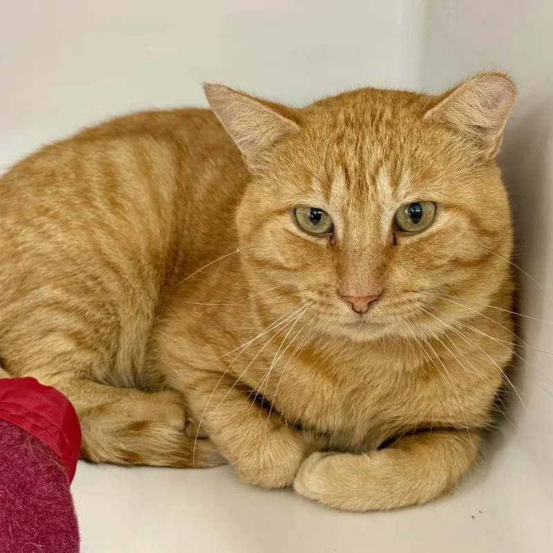 An adult medium-sized male Domestic Medium Hair cat named Larry for adoption in Saint Louis, MO