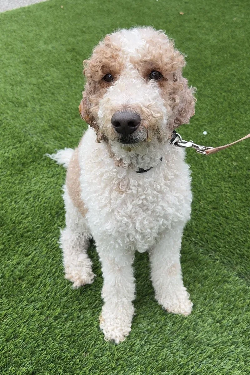 An adult medium-sized male Yellow / Tan / Blond / Fawn Poodle dog named Hei Hei for adoption in Evanston, IL
