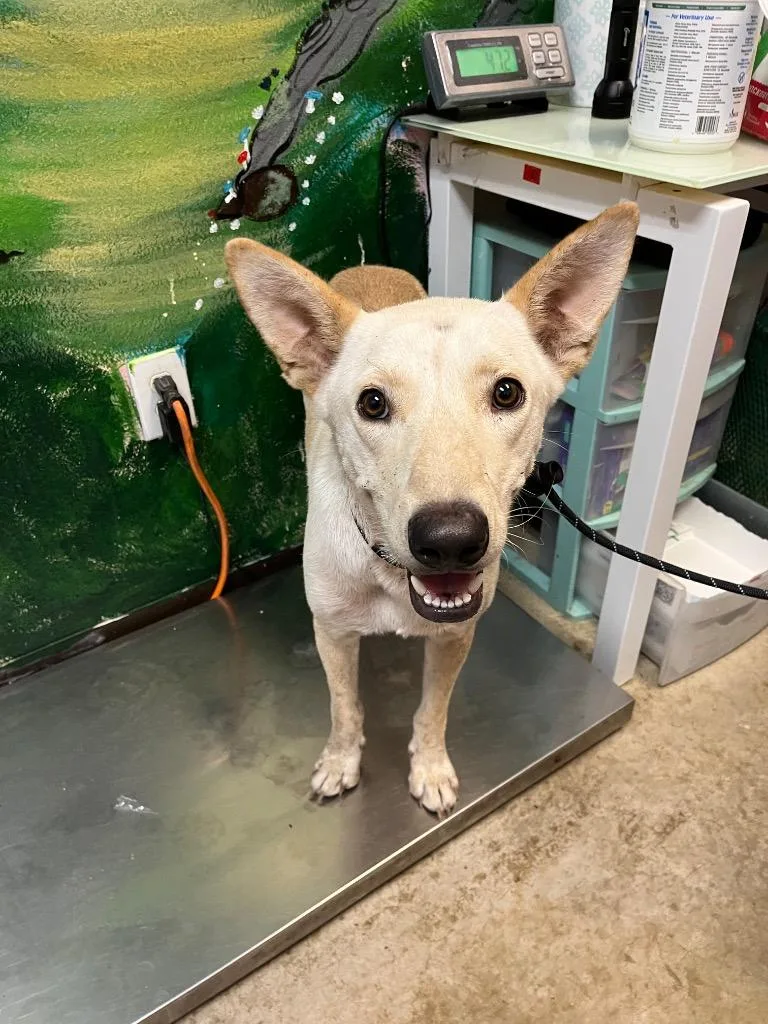 A young medium-sized male German Shepherd Dog dog named Puka Nacua for adoption in New Braunfels, TX
