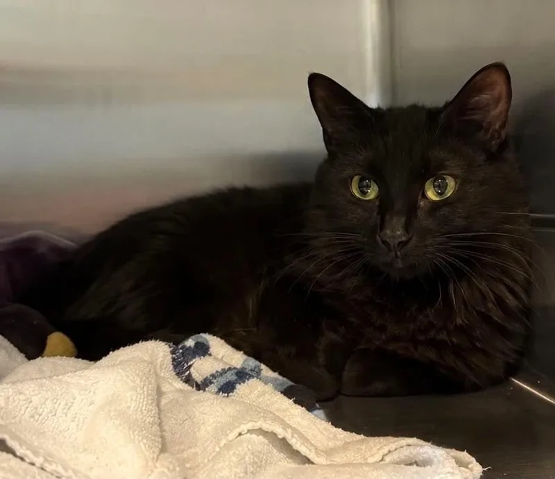 A young large-sized female Domestic Short Hair cat named Chanel for adoption in Columbia, TN