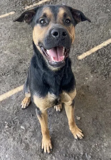 An adult large-sized male German Shepherd Dog dog named Boo Boo for adoption in Riverside, CA